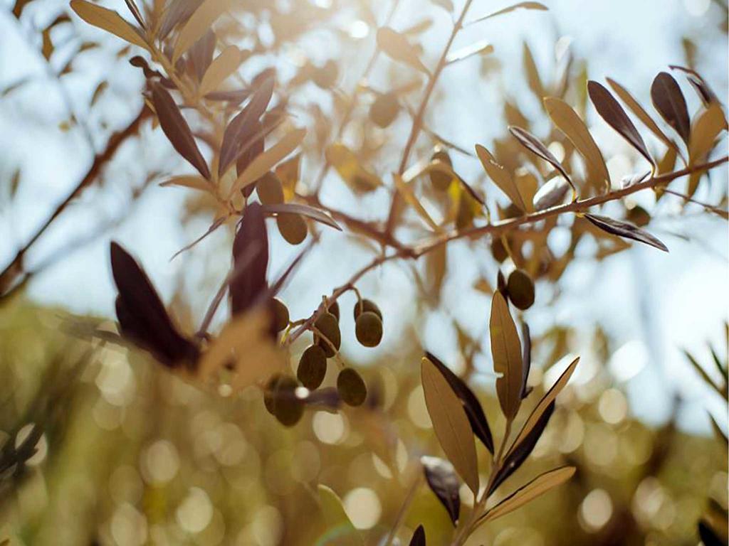 קורטונה Locanda San Martino A Bocena מראה חיצוני תמונה