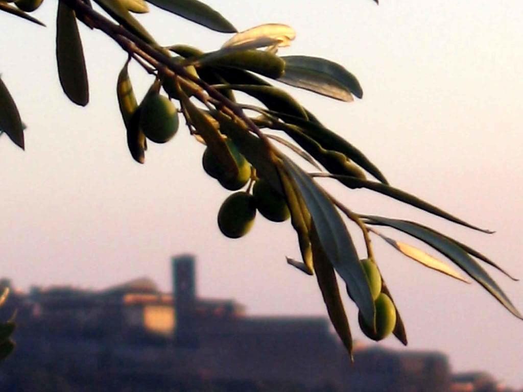 קורטונה Locanda San Martino A Bocena מראה חיצוני תמונה